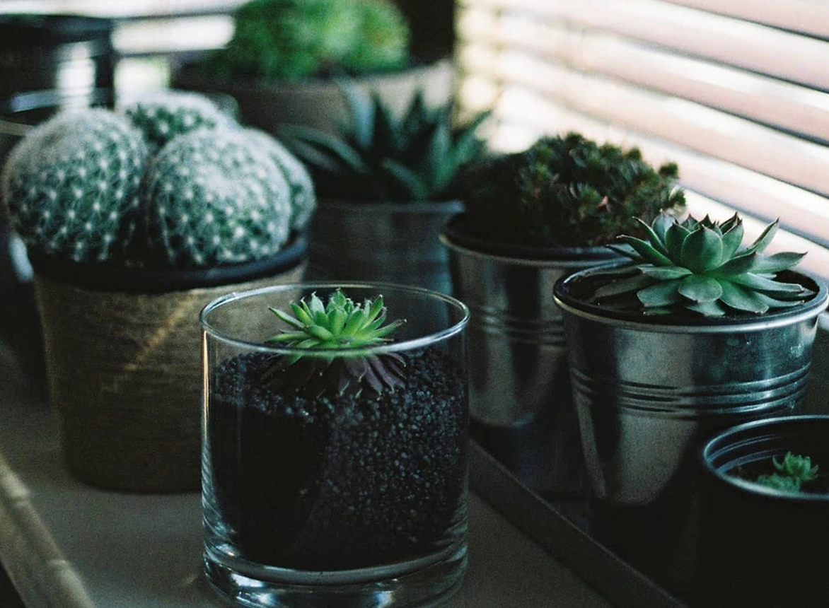 Top 5 Indoor Plants for Beginners