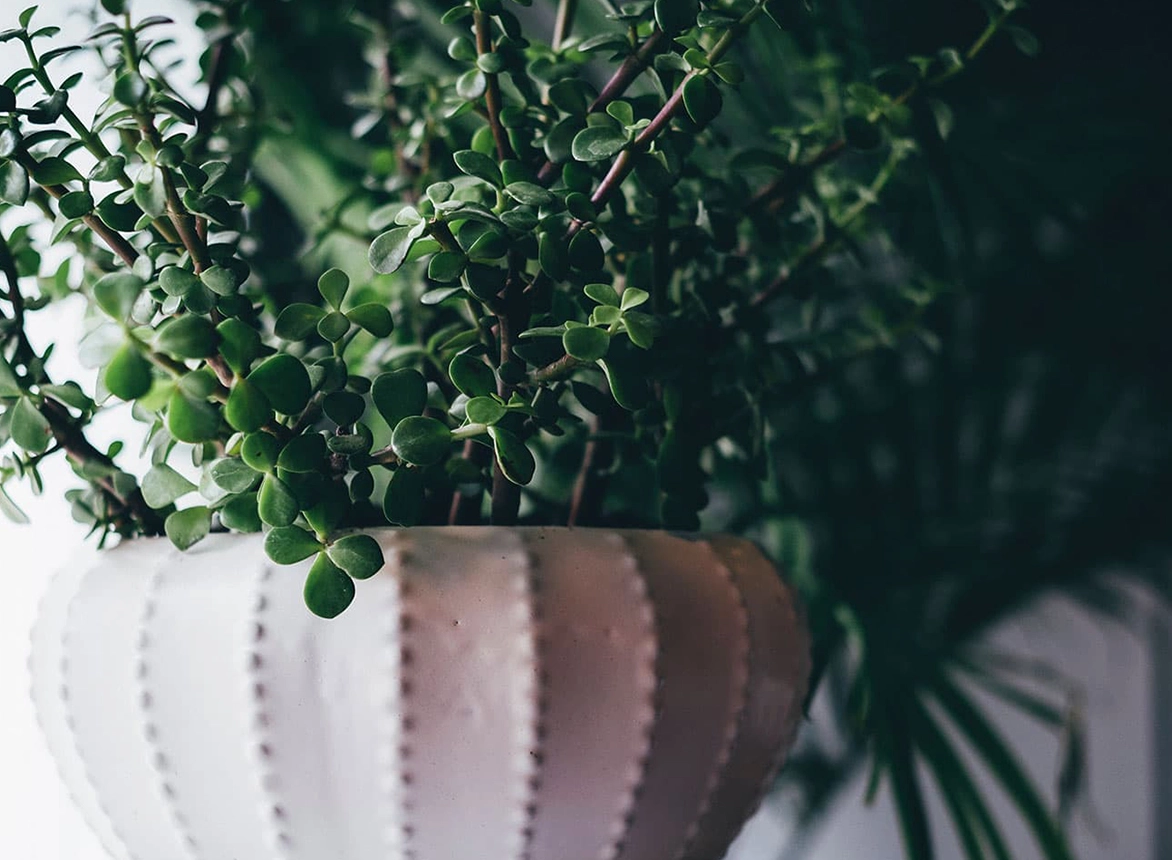 How to Care for Your Succulents