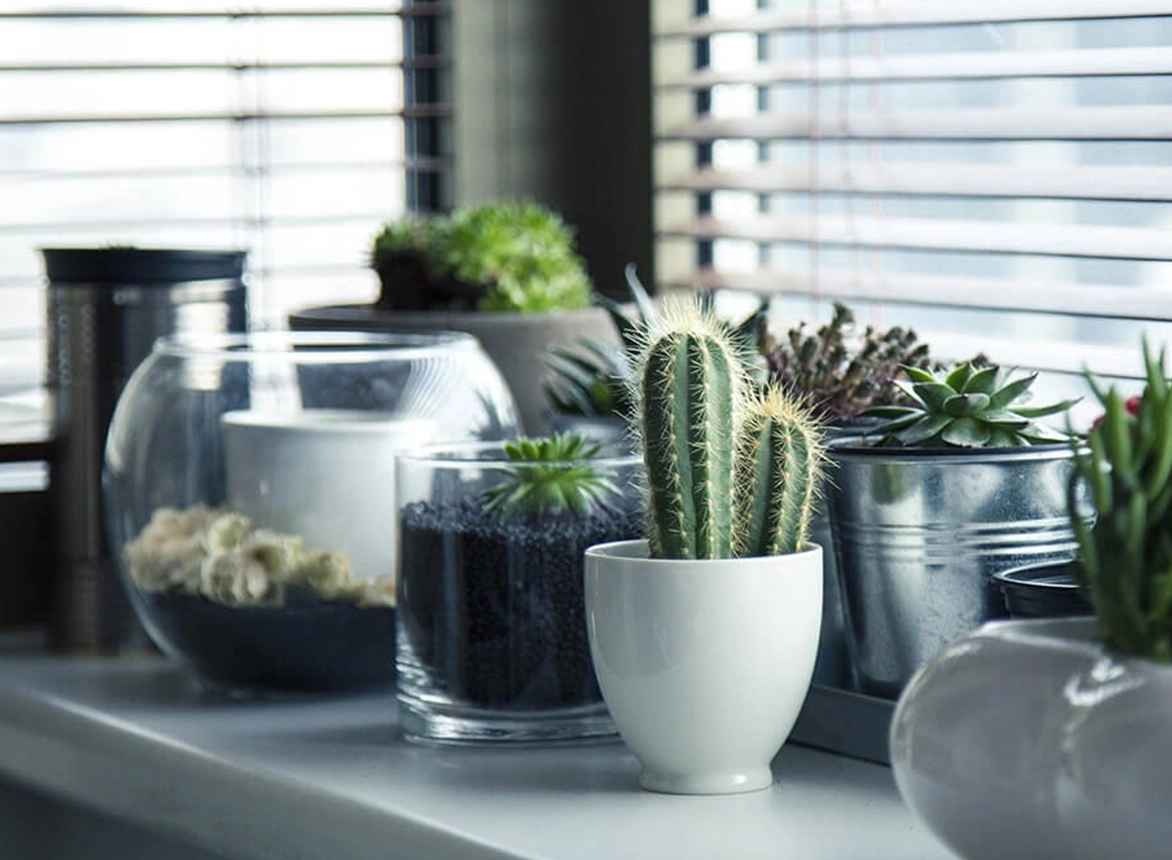 Tips for Growing a Thriving Herb Garden