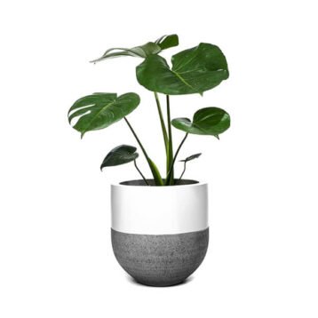 quis autem veleuminium