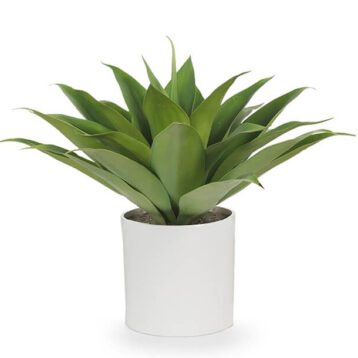 Chinese Evergreen