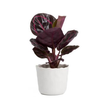 Botanical Interests Tomato Seeds