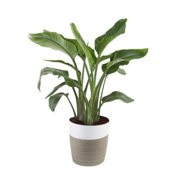 quis autem veleuminium