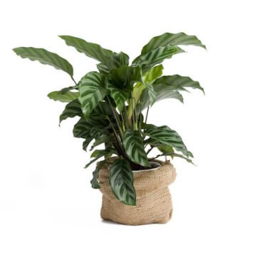 Nostrud Exercitation